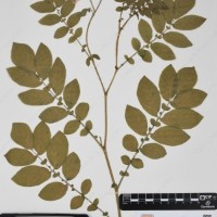 CIP 760340_HHCH 5072_02.jpg