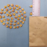 CIMMYTMA 8398 - Reference inventory.jpg