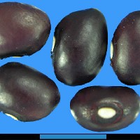 G21221 seed.jpg