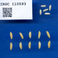 IRGC 110593 Seed Photo