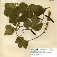 17780 herbarium
