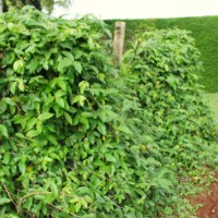 Centrosema macrocarpum 179.JPG