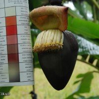 6.5.5 - Colour of the bract internal face