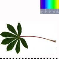 BRA1291 leaf