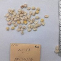 CIMMYTMA 825 - Reference Inventory.jpg