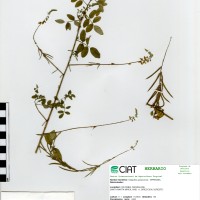 9974 herbarium