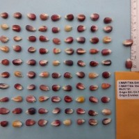 CIMMYTMA 16481 - Reference Inventory.jpg