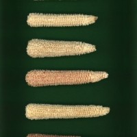 CIMMYTMA 15481 BRAZ BA017 AF22A-0903-153 C_compress.jpg