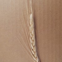 CWI_3076_52594_456_2_c.jpg