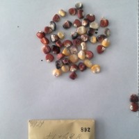 CIMMYTMA 892 - Reference Inventory.jpg