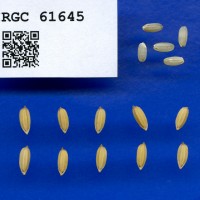 IRGC 61645 Seed Photo