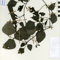 G40886 herbarium.jpg