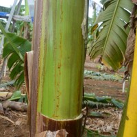 6.2.5 - Main underlying colour of the pseudostem (2018)