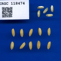 IRGC 118474 Seed Photo