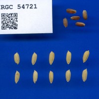 IRGC 54721 Seed Photo