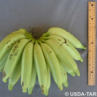 6.7.11 - Fusion of pedicels