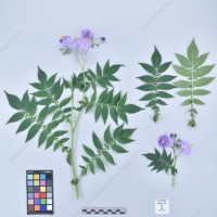 CIP 761206_OCHS 11310_wtm_H_2024.jpg