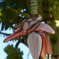 6.4.15 - Male bud shape