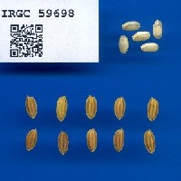 IRGC 59698 Seed Photo