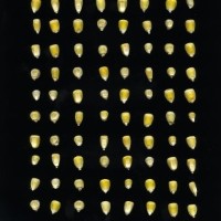 CIMMYTMA 25174 CHIS 694 BA21U-2903-304 K_compress.jpg