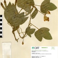 24405 herbarium