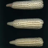 CIMMYTMA 27536 GUAT 1028 GD21B-6903-142 E.jpg