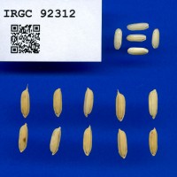 IRGC 92312 Seed Photo