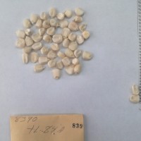 CIMMYTMA 839 - Reference Inventory.jpg