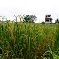 TOS 12667#panicle.JPG