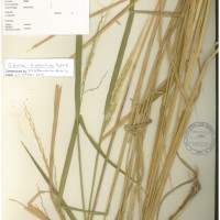 IRGC 100938 Herbarium