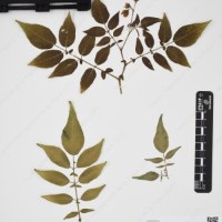 CIP 760305_HHCH 4728_06.jpg