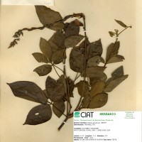 8167 herbarium