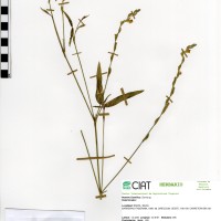 7513 herbarium