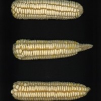 CIMMYTMA 18515 MICH 149 AF19A-0903-148 E.jpg