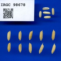 IRGC 98678 Seed Photo