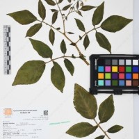 CIP 761394_OCH 12013_02.jpg