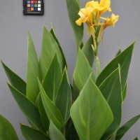 CIP 216002 (flower).JPG