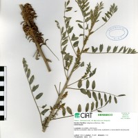 9889 herbarium