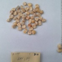 CIMMYTMA 310 - Reference Inventory.jpg