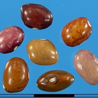 G50797Q seed.jpg