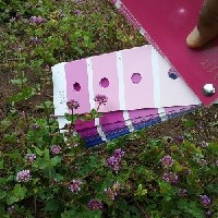 102430(Trifolium baccarinii839).jpg