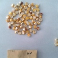 CIMMYTMA 1097 - Reference Inventory.jpg