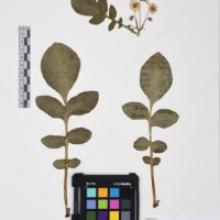 CIP 760028_OCH S79_05.jpg