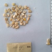 CIMMYTMA 326 - Reference Inventory.jpg