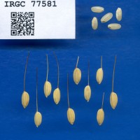 IRGC 77581 Seed Photo