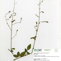 33240 herbarium