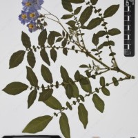 CIP 761726_OCH 13684_04.jpg