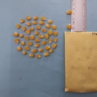 CIMMYTMA 7761 - Reference inventory.jpg