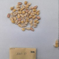 CIMMYTMA 300 - Reference Inventory.jpg