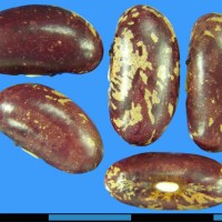 G20933 seed.jpg